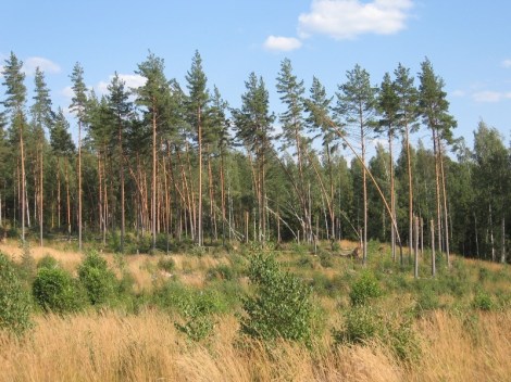 Syöksyvirtaus oli kaatanut runsaasti metsää alueella. Kuva: Mika Meller.