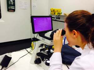 Tua tutkii eristettyjä viherhiukkasia tuhatkertaisella suurennoksella. Kuva: Sanna Kokkonen.